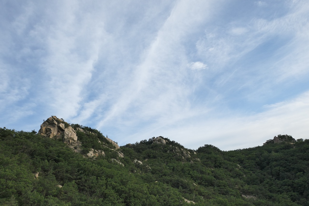 section image