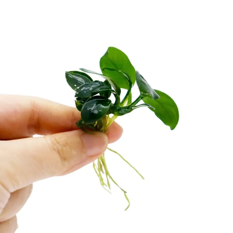 미미네아쿠아 아누비아스 나나 1촉, 1개