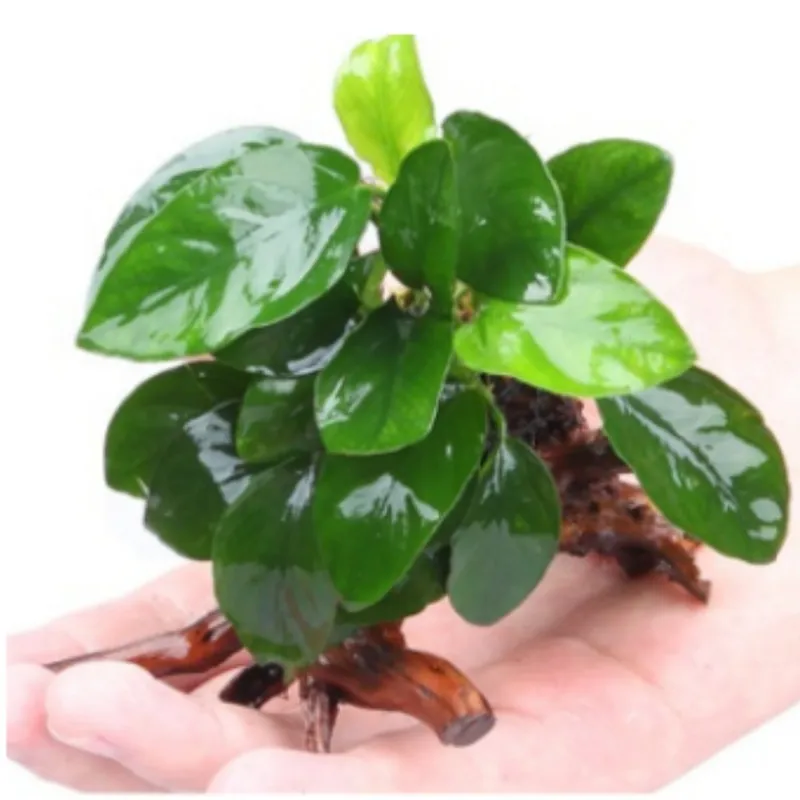 아누비아스 나나 활착유목 초보 어항 베타 음성수초, 1번 아누비아스 나나 유목, 1개