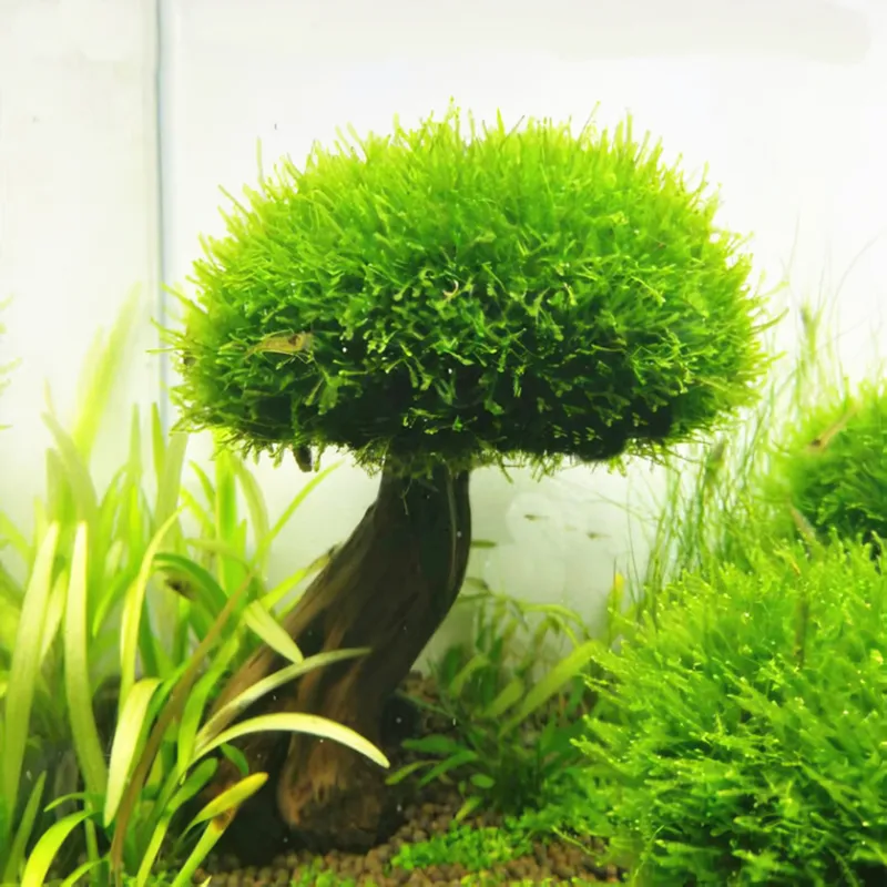 초보 키우기 쉬운 어항 활착 모스 음성수초 구피 놀이터 장식품 모스트리 천연유목, 1개