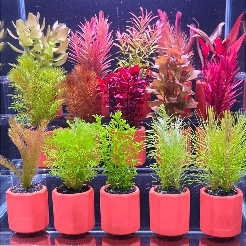 [강초] 초보용 랜덤포트수초 3종 바닥재없이 키우기 쉬운 화분 풍성한 구피 새우 은신처, 1세트