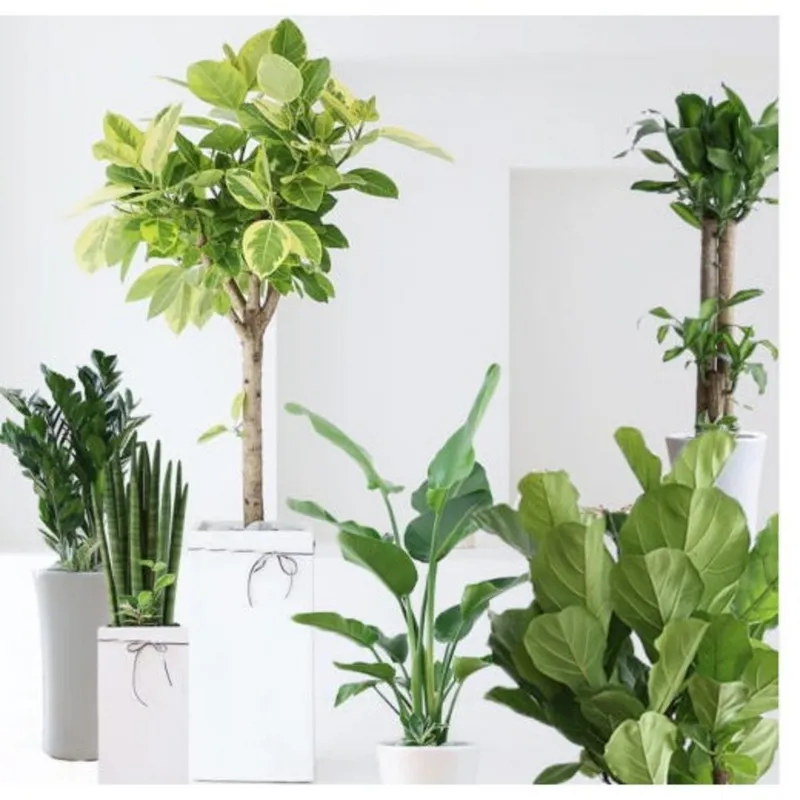 개업화분 사무실이전 승진 축하화환 꽃배달 카페 병원 금전수 서울 수원, 25. 아레카야자 일반형