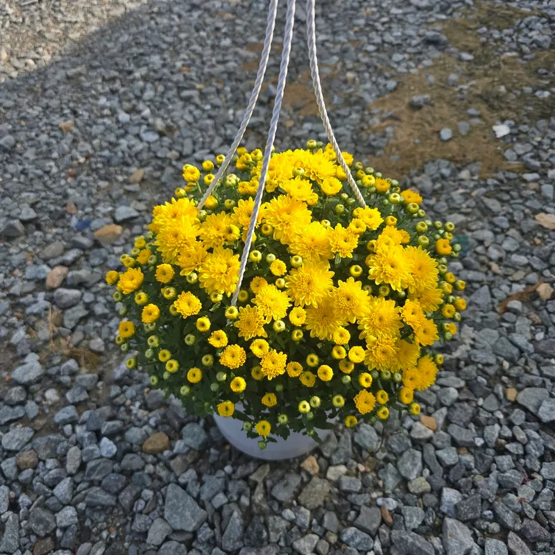 국화 (대품) 색상랜덤 노랑 분홍 주황 농장직배송 국화화분 신선한 선물꽃화분 생활화분 초보자식물