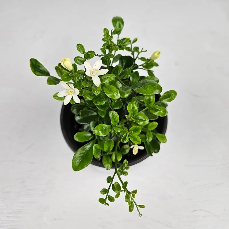 아비가든 오렌지자스민 소형 1+1 향기나는 식물 (화분받침포함), 2개, 그린